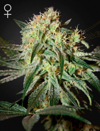 DAMN SOUR: SOUR SAGE STRAIN - SeedySide
