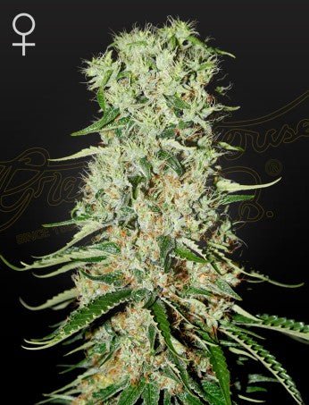 DAMNESIA: A.M.S X AMNESIA HAZE STRAIN - SeedySide