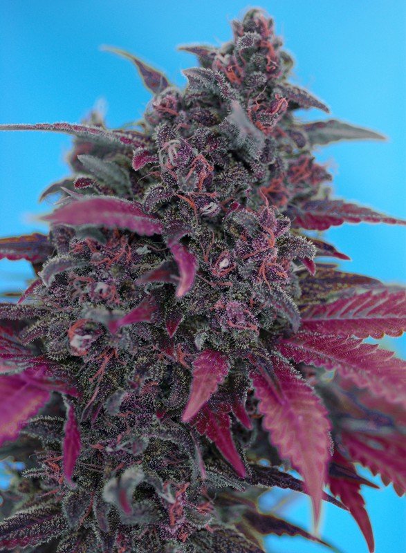 DARK DEVIL AUTO STRAIN - SeedySide
