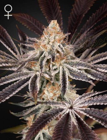 DARK PHOENIX: TRAINWRECK X JACK HERER STRAIN - SeedySide