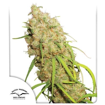 DESFRAN STRAIN - SeedySide