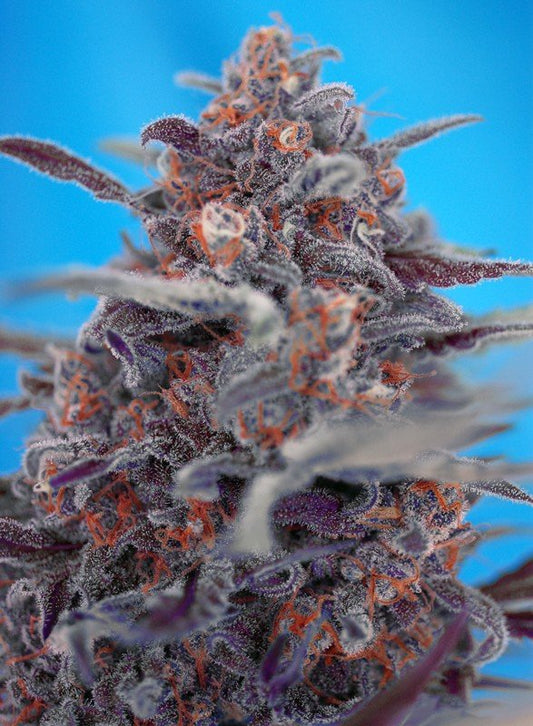 DEVIL CREAM AUTO STRAIN - SeedySide
