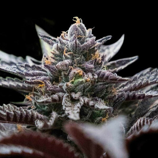 DOUBLE STUFFED SORBET STRAIN - SeedySide