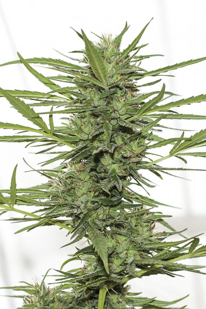 DR GREENTHUMBS DEDOVERDE HAZE AUTO - SeedySide