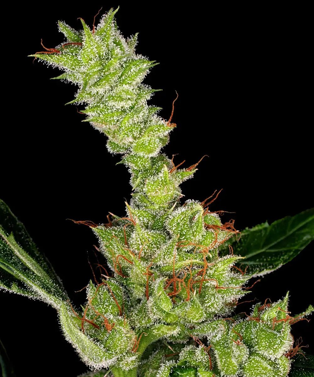 DR GRINSPOON STRAIN - SeedySide
