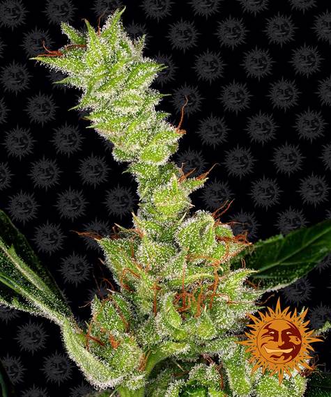 DR GRINSPOON STRAIN