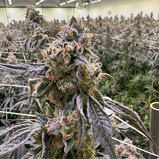 DULCE CON GAS STRAIN - SeedySide