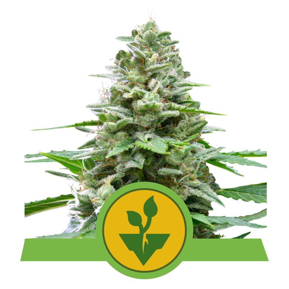 EASY BUD AUTO STRAIN - SeedySide