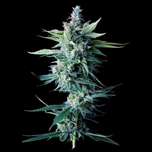 EL FUEGO STRAIN - SeedySide