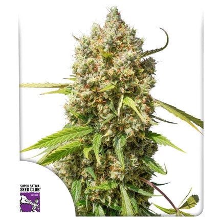 ELEPHANT AUTO STRAIN - SeedySide