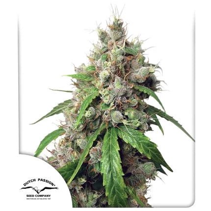 EUFORIA AUTO STRAIN - SeedySide