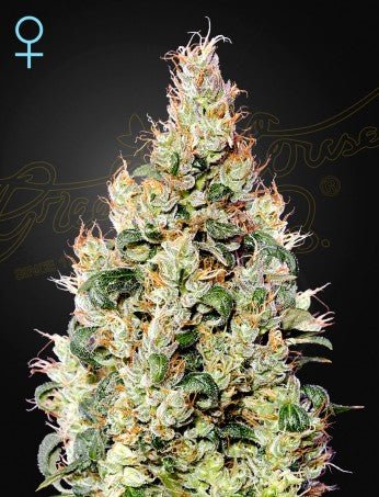 EXODUS CHEESE AUTO CBD STRAIN - SeedySide