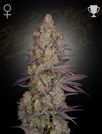 EXODUS CHEESE STRAIN - SeedySide