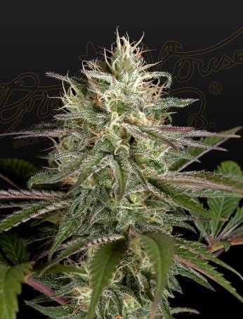 EXODUS CHEESE X CLEMETINE STRAIN - SeedySide