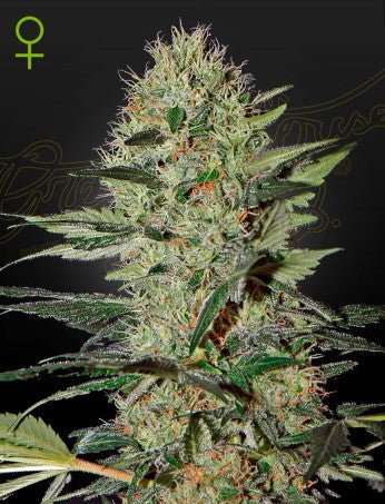 EXODUS CHEESE X RUDERALIS AUTO STRAIN - SeedySide