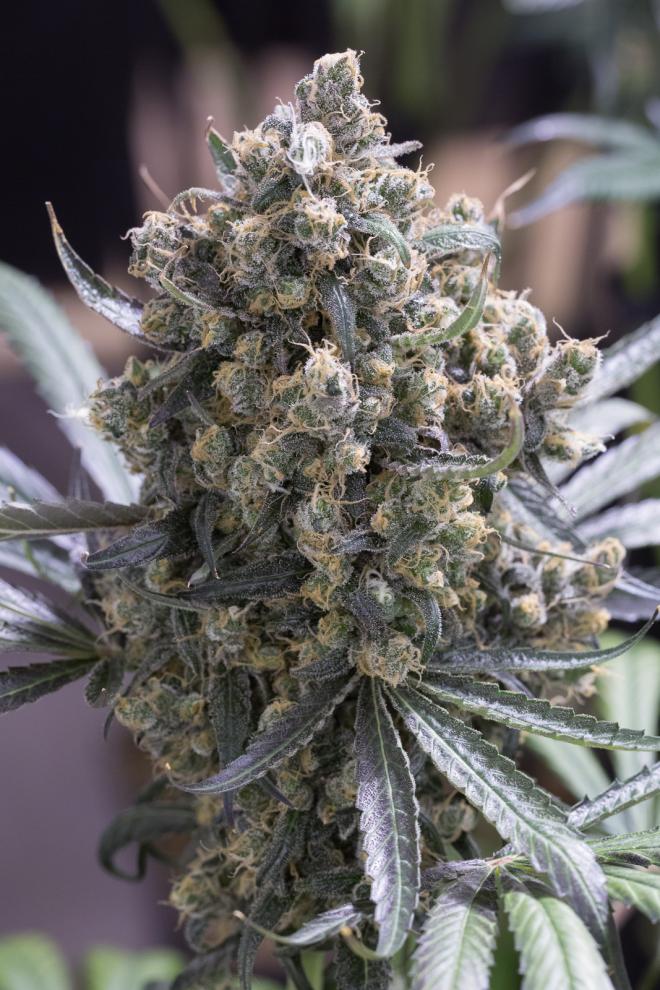 GREEN CRACK FASTFLOWERING STRAIN