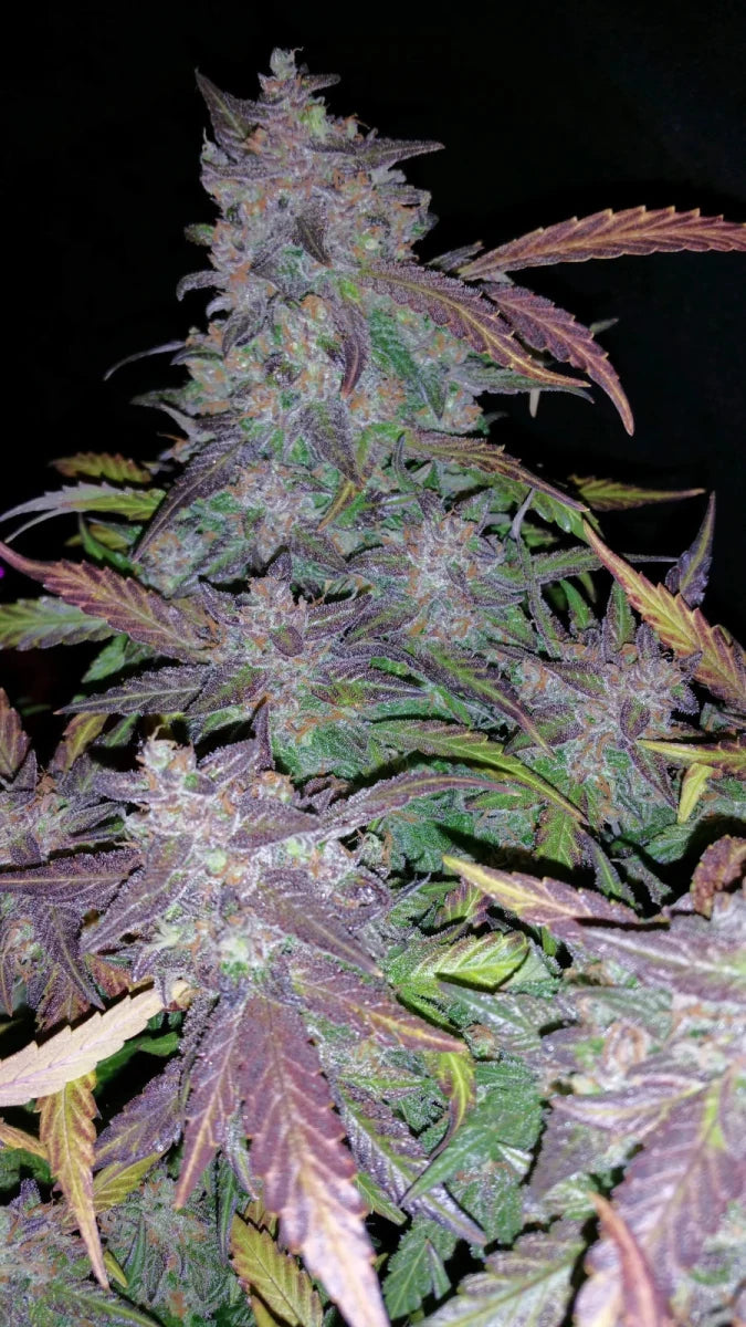 FASTBERRY AUTO STRAIN - SeedySide