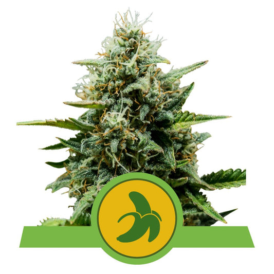 FAT BANANA AUTO STRAIN - SeedySide