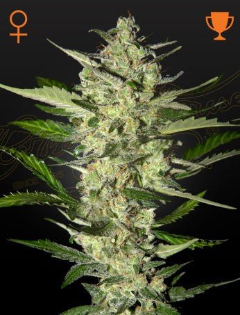 FLOWERBOMB KUSH: GREEN CRACK X OG KUSH STRAIN - SeedySide