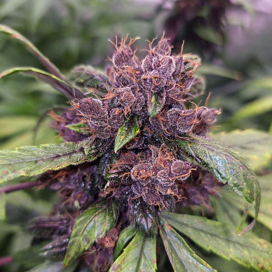 FORBIDDEN CHERRY AUTO STRAIN - SeedySide