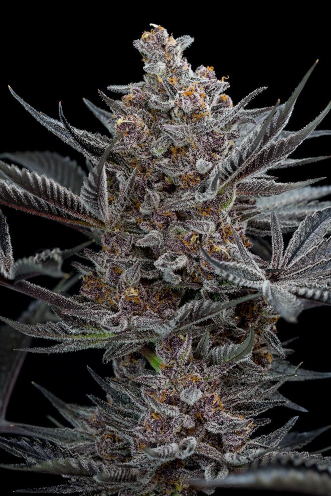 FORBIDDEN DREAM STRAIN - SeedySide