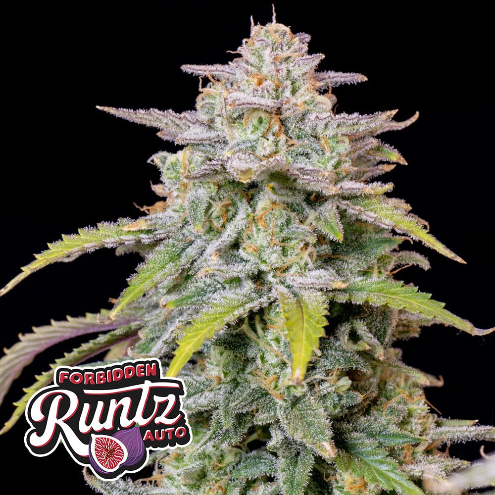 FORBIDDEN RUNTZ AUTO STRAIN - SeedySide
