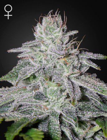 FRANCO'S LEMON CHEESE: SUPER LEMON HAZE X EXODUS CHEESE STRAIN - SeedySide