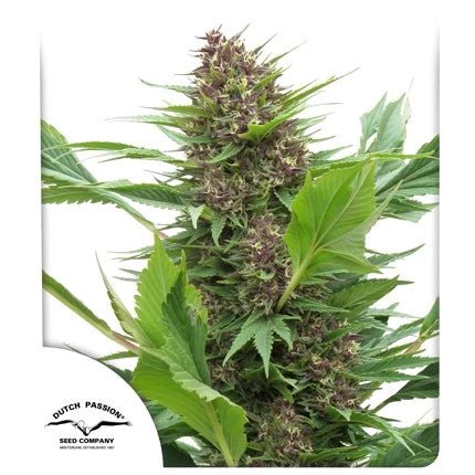 FRISIAN DUCK STRAIN - SeedySide