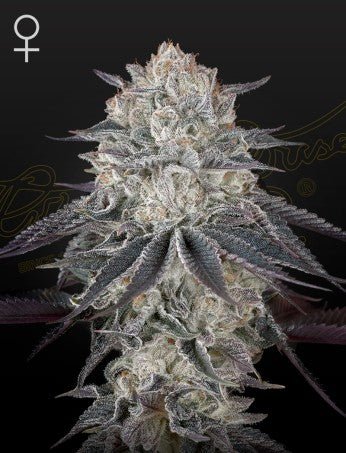 FULLGAS! EXODUS CHEESE X SHERBERT STRAIN - SeedySide