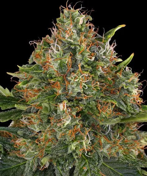 G13 HAZE REGULAR STRAIN - SeedySide