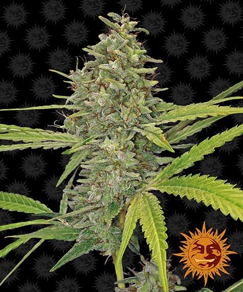 G13 HAZE STRAIN - SeedySide
