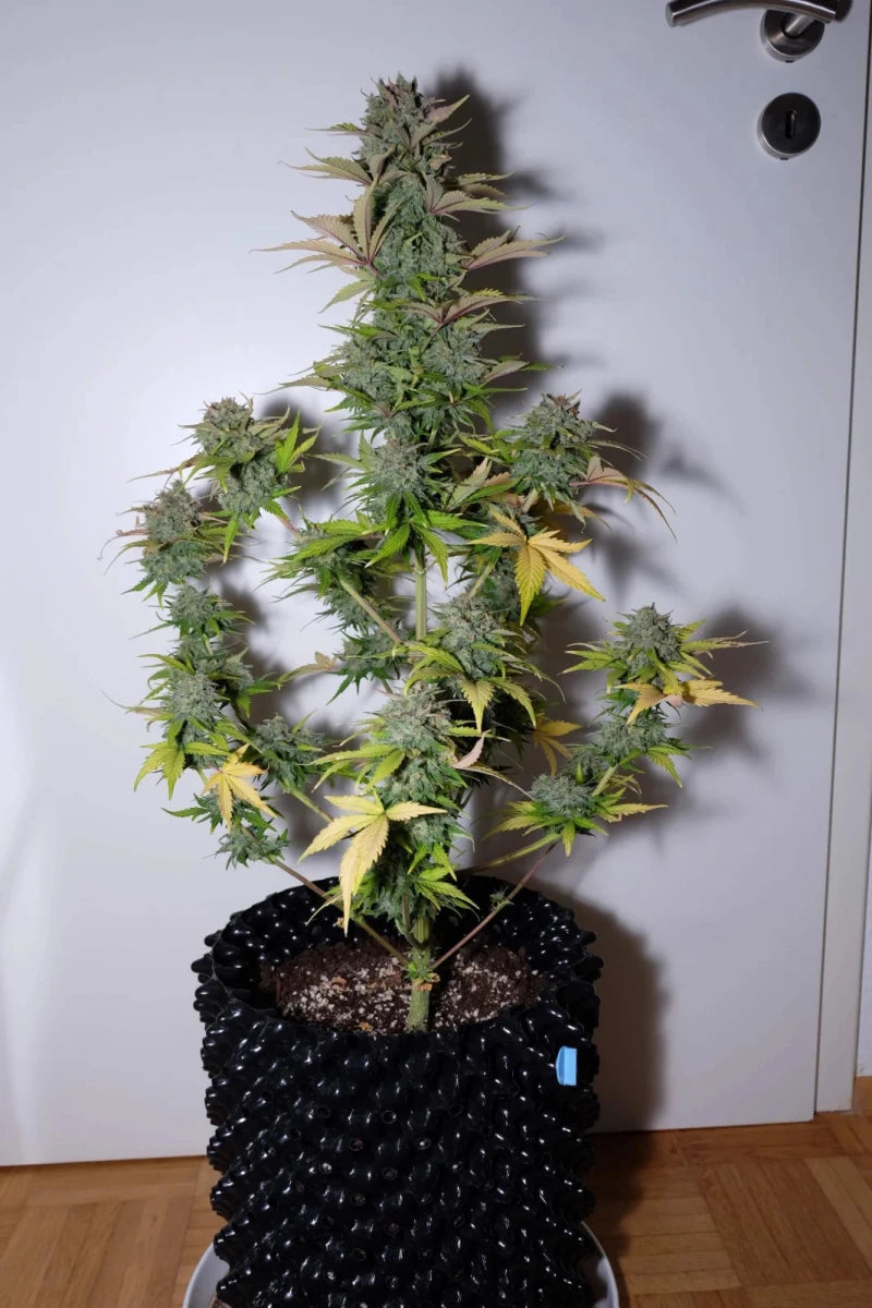 G14 AUTO STRAIN - SeedySide