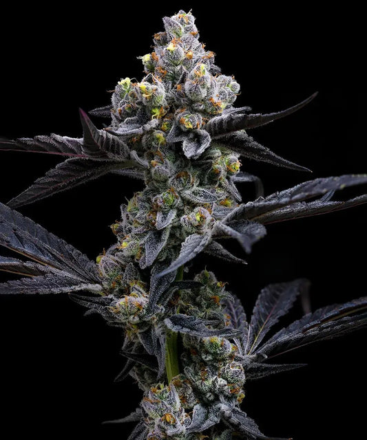 GARLIC COOKIES STRAIN - SeedySide