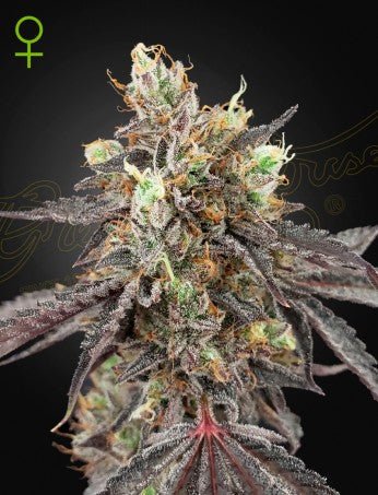 GELATO 41 X GELATO 41 AUTO STRAIN - SeedySide