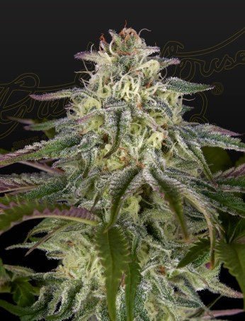 GH CHEESE X LEMON WOOKIE GLUE STRAIN - SeedySide