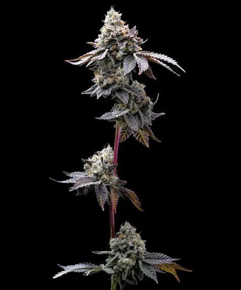 GMO COOKIES STRAIN - SeedySide