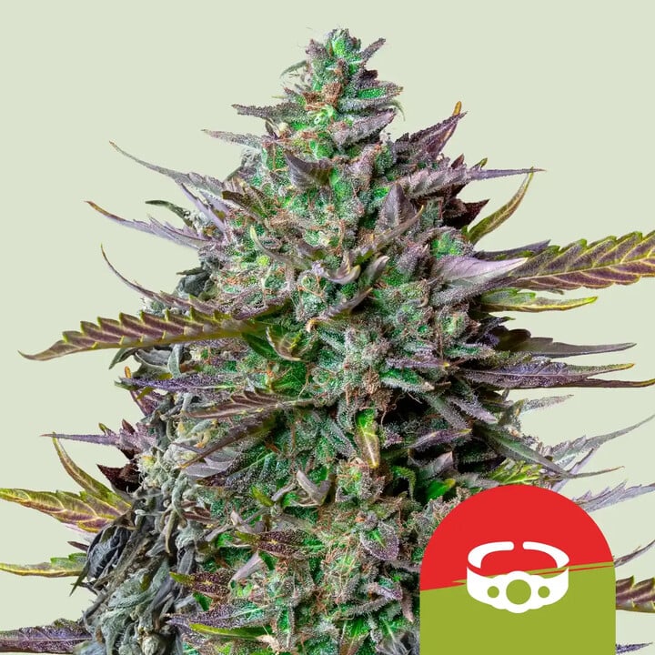 GOATLATO AUTO STRAIN - SeedySide
