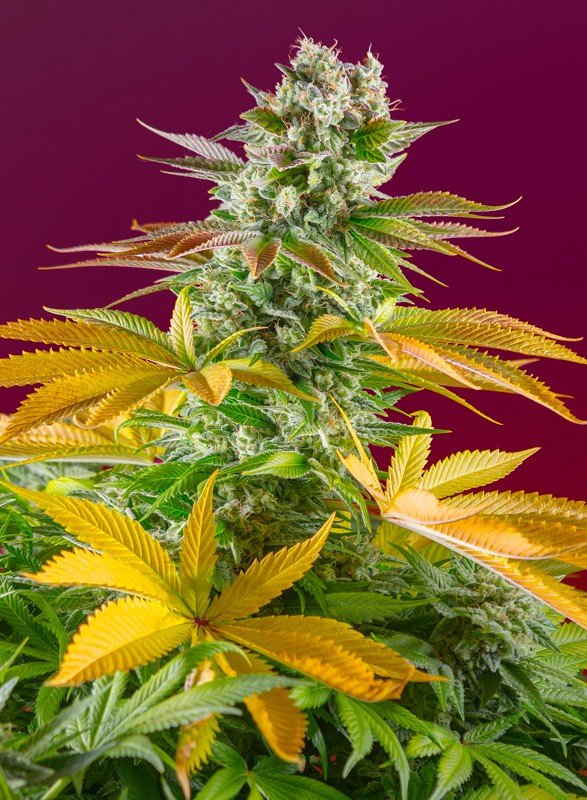 GORILLA GIRL F1 FAST VERSION STRAIN - SeedySide