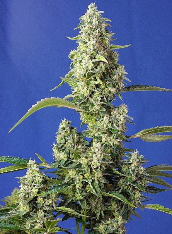 GORILLA GIRL XL AUTO STRAIN - SeedySide