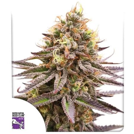 GORILLA SUPER GLUE STRAIN - SeedySide