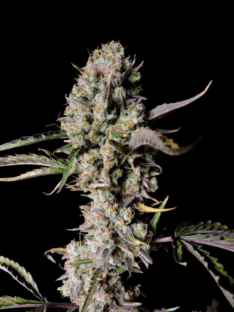 GORILLA ZKITTLEZ AUTO STRAIN - SeedySide