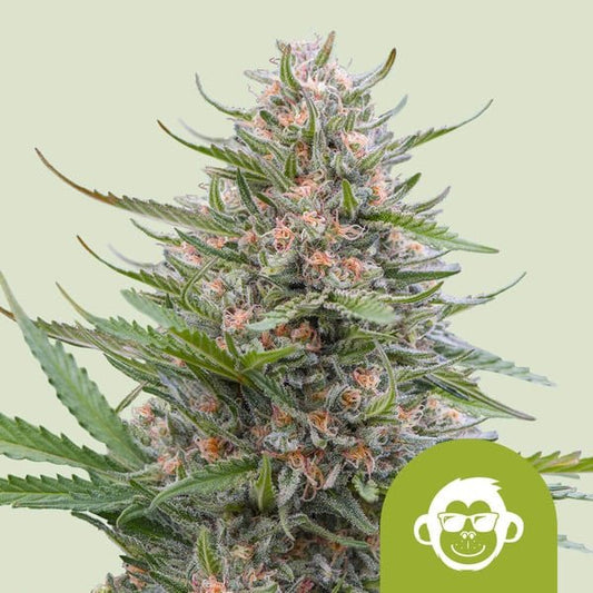 GRAPE APE AUTO STRAIN - SeedySide