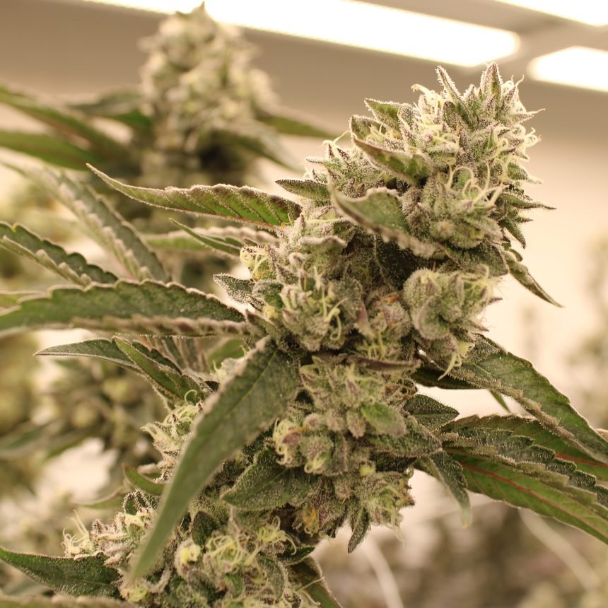 GRAPE PIZZA STRAIN - SeedySide