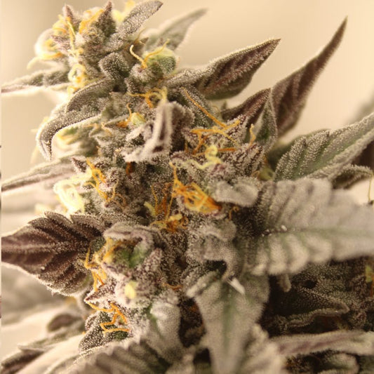 GRAPE - Z STRAIN - SeedySide
