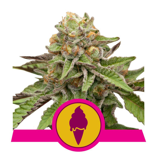 GREEN GELATO STRAIN - SeedySide
