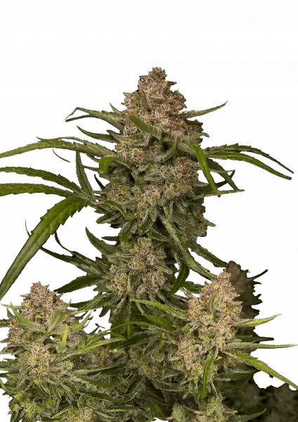 GUAVA AUTO STRAIN - SeedySide