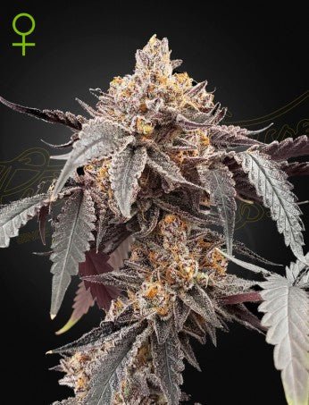 GUAVA X GELATO 41 AUTO STRAIN - SeedySide