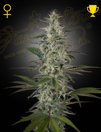 HAWAIIAN SNOW: HAWAIIAN SATIVA X LAOS STRAIN - SeedySide