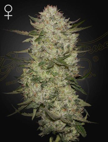 HIGHCLOUDZ: HIGHCLOUDZ X WATERMELON AUTO STRAIN - SeedySide