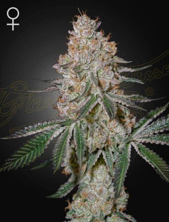 HIGHCLOUDZ: WATERMELON ZKITTLEZ X CLOUD WALKER STRAIN - SeedySide